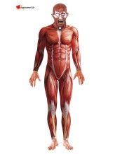 Déguisement anatomie d'humain Déguisement anatomie d'humain