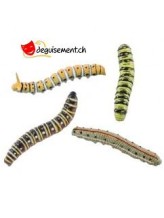 Insetti - 4 pezzi Insetti - 4 pezzi