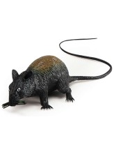 Black rat Black rat