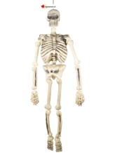Articulated Skeleton - 150cm Articulated Skeleton - 150cm