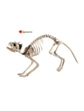 Cat skeleton Cat skeleton