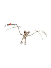 Bat skeleton Bat skeleton